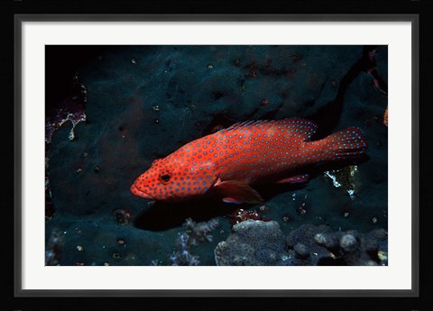 Framed Coral hind at Elphinstone Reef, Red Sea, Egypt Print