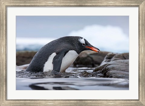 Framed Antarctica, Cuverville Island, Gentoo Penguin climbing from water. Print