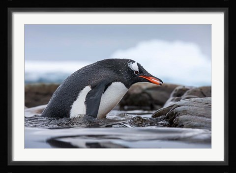 Framed Antarctica, Cuverville Island, Gentoo Penguin climbing from water. Print