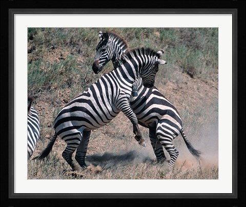 Framed Fighting Burchell's Zebra, Serengeti, Tanzania Print