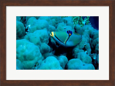 Framed Arabian Picasso Triggerfish, Panorama Reef, Red Sea, Egypt Print