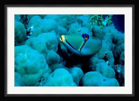 Framed Arabian Picasso Triggerfish, Panorama Reef, Red Sea, Egypt Print