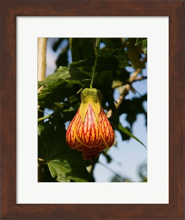 Framed Africa; Malawi; Zomba; Flower at Zomba Mountain Lodge Print