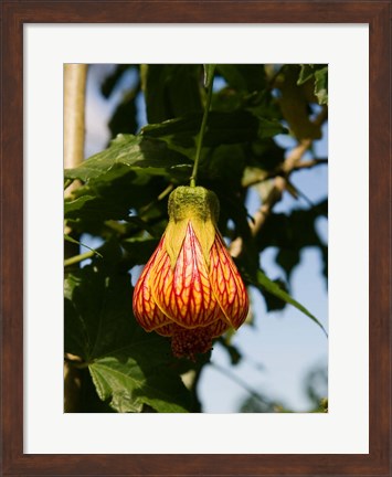 Framed Africa; Malawi; Zomba; Flower at Zomba Mountain Lodge Print