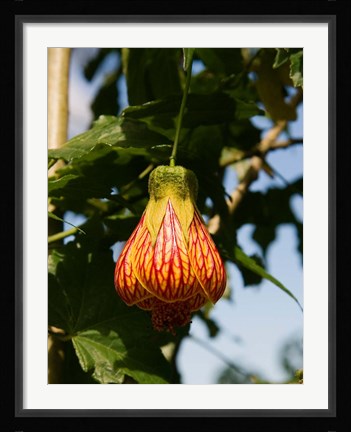 Framed Africa; Malawi; Zomba; Flower at Zomba Mountain Lodge Print