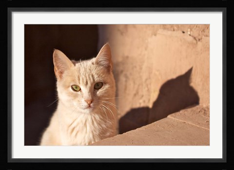 Framed Cat inside kasbah de Taourirt; same clay color! Print