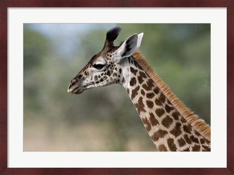 Framed Close-up of Masai Giraffe, Tanzania Print