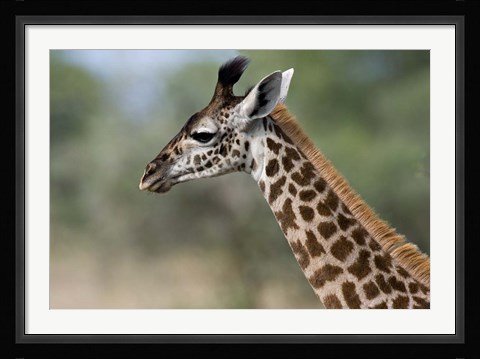 Framed Close-up of Masai Giraffe, Tanzania Print