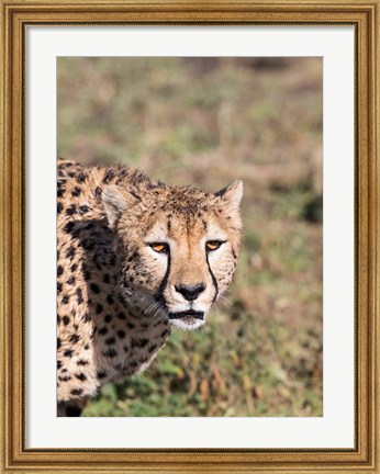 Framed Africa, Tanzania, Serengeti. Print