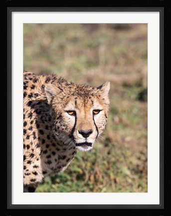 Framed Africa, Tanzania, Serengeti. Print