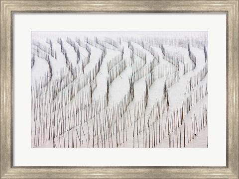 Framed Agriculture, Bamboo sticks, drying seaweed, Xiapu, China Print