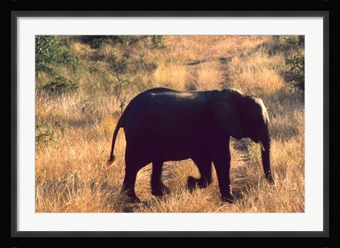 Framed Close-up of Elephant in Kruger National Park, South Africa Print