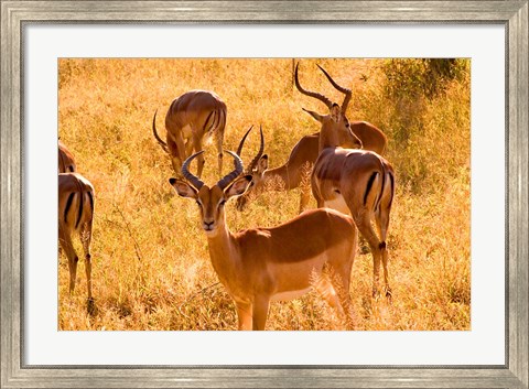Framed Close-up of Impala, Kruger National Park, South Africa Print