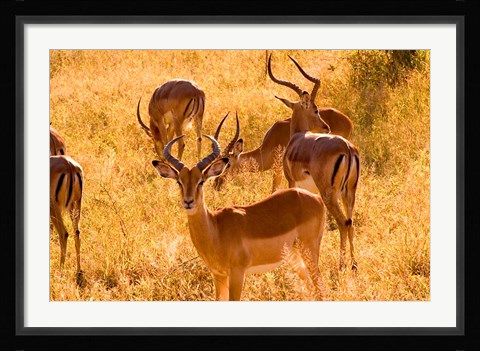 Framed Close-up of Impala, Kruger National Park, South Africa Print