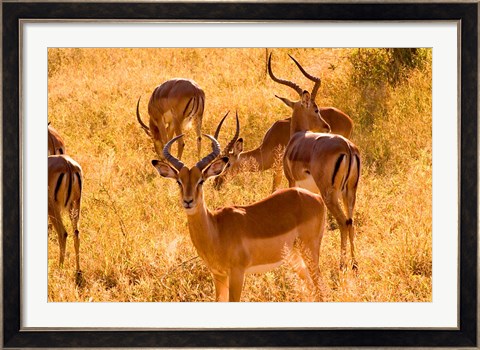 Framed Close-up of Impala, Kruger National Park, South Africa Print