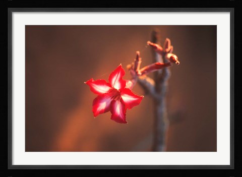 Framed Colorful Close-up of a Flower, Kruger National Park, South Africa Print