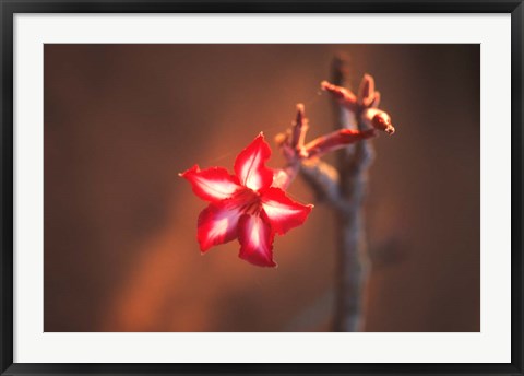 Framed Colorful Close-up of a Flower, Kruger National Park, South Africa Print