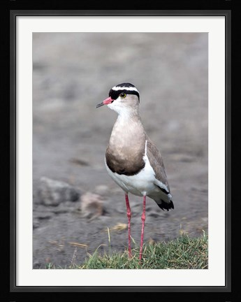 Framed Africa, Tanzania, Serengeti. Crowned Lapwing. Print