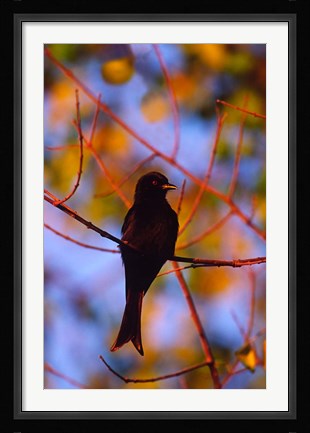 Framed Fork-Tailed Drongo, Botswana Print