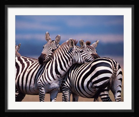 Framed Group of Zebras, Masai Mara, Kenya Print