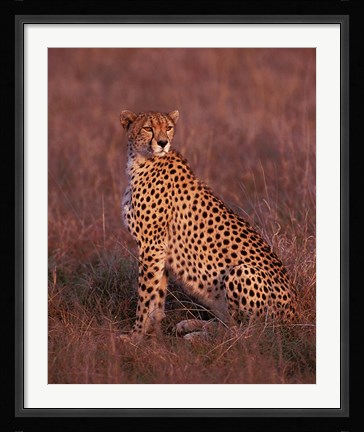 Framed Cheetah sitting, Masai Mara, Kenya Print