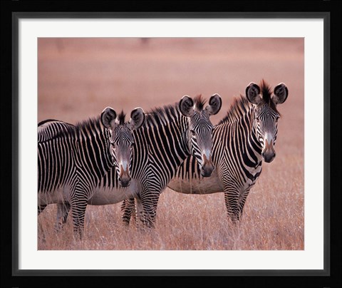 Framed Grevy's Zebra, Masai Mara, Kenya Print