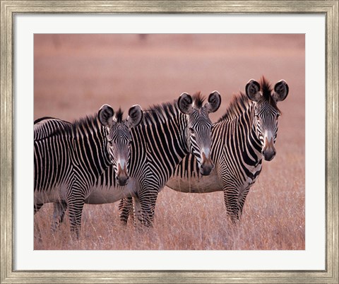 Framed Grevy&#39;s Zebra, Masai Mara, Kenya Print
