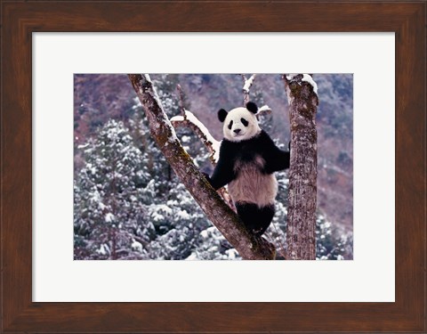 Framed Giant Panda Standing on Tree, Wolong, Sichuan, China Print