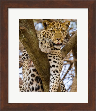 Framed Africa. Tanzania. Leopard in tree at Serengeti NP Print