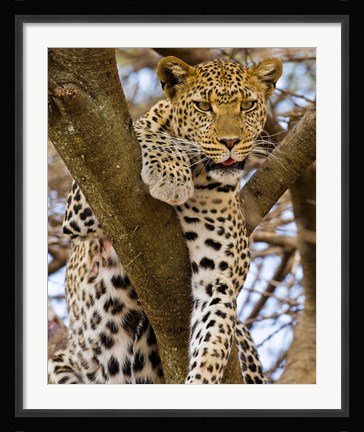 Framed Africa. Tanzania. Leopard in tree at Serengeti NP Print