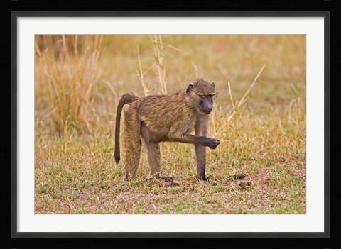 Framed Baboons near the bush in the Maasai Mara, Kenya Print
