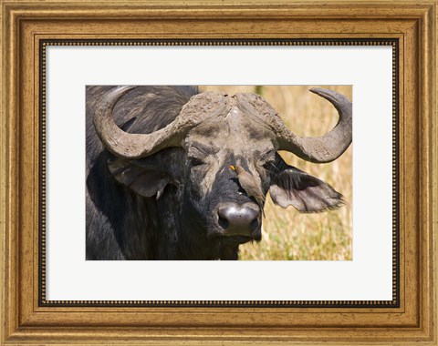 Framed Cape Buffalo with a Yellow-Billed Oxpecker, Kenya Print