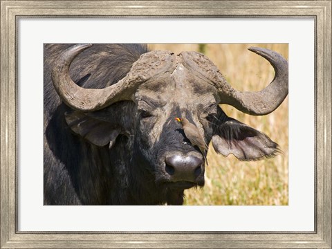 Framed Cape Buffalo with a Yellow-Billed Oxpecker, Kenya Print
