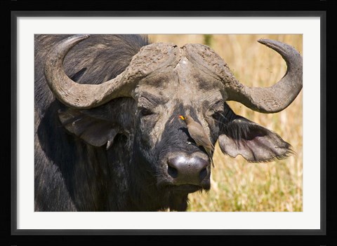 Framed Cape Buffalo with a Yellow-Billed Oxpecker, Kenya Print