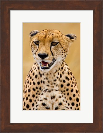 Framed Cheetah in the Brush, Maasai Mara, Kenya Print