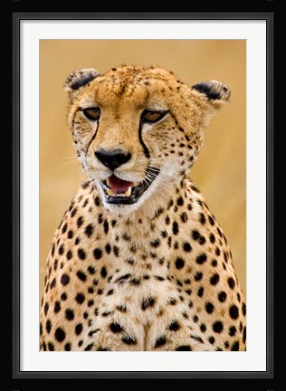 Framed Cheetah in the Brush, Maasai Mara, Kenya Print