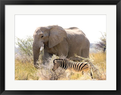 Framed African Elephant and Zebra at Namutoni Resort, Namibia Print