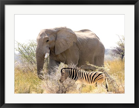 Framed African Elephant and Zebra at Namutoni Resort, Namibia Print
