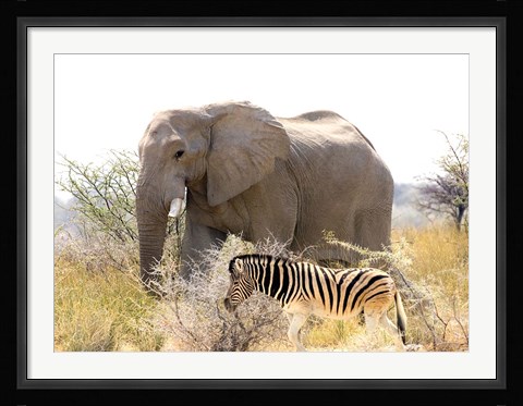 Framed African Elephant and Zebra at Namutoni Resort, Namibia Print