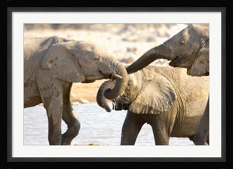 Framed African Elephants at Halali Resort, Namibia Print