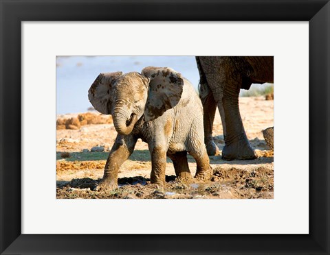 Framed Baby African Elephant in Mud, Namibia Print