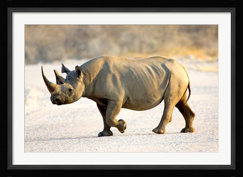 Framed Black Rhinoceros, Namibia Print