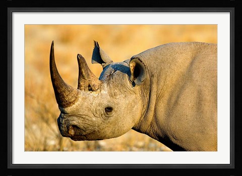 Framed Black Rhinoceros at Halali Resort, Namibia Print