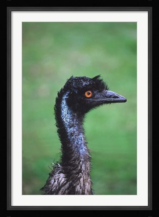 Framed Emu Portrait, Australia Print