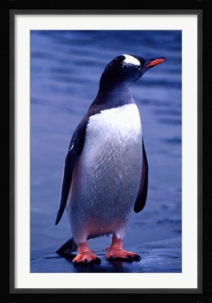 Framed Gentoo Penguin, Antarctica Print