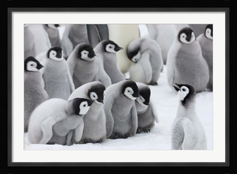 Framed Emperor Penguins on ice, Snow Hill Island, Antarctica Print