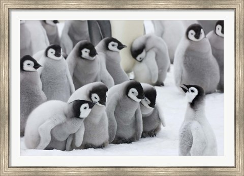 Framed Emperor Penguins on ice, Snow Hill Island, Antarctica Print