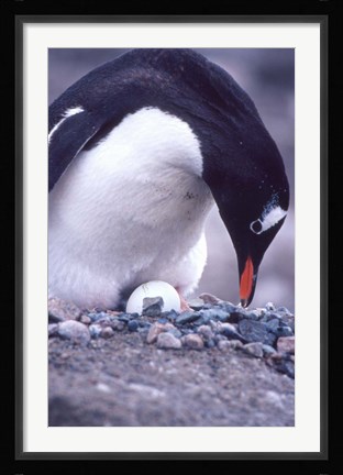 Framed Gentoo Penguin on Nest, Antarctica Print