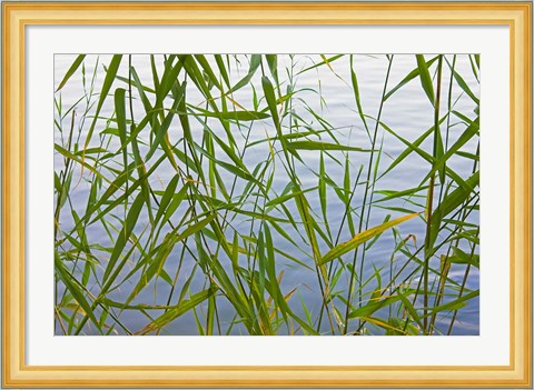 Framed Bamboo Growing Waterside, China Print