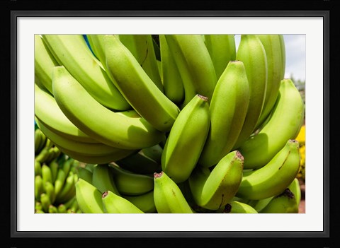 Framed Africa, Cameroon, Tiko. Bunches of bananas at banana plantation. Print